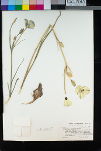 Calochortus excavatus image