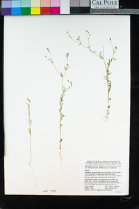 Allophyllum gilioides subsp. violaceum image