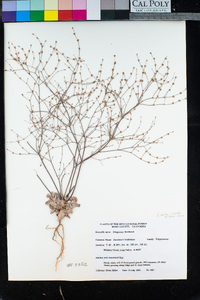 Eriogonum davidsonii image