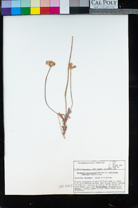 Eriogonum fasciculatum image