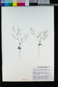 Eriogonum spergulinum image