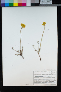 Eriogonum umbellatum var. umbellatum image