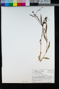 Persicaria maculosa image