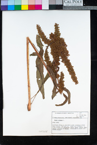 Rumex crispus image