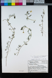 Ranunculus aquatilis image