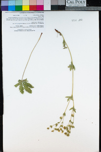 Potentilla gracilis image