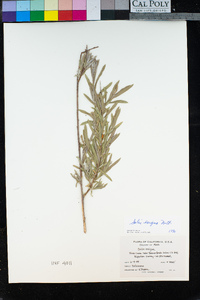 Salix exigua image