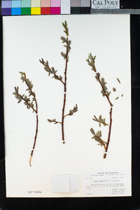 Salix jepsonii image