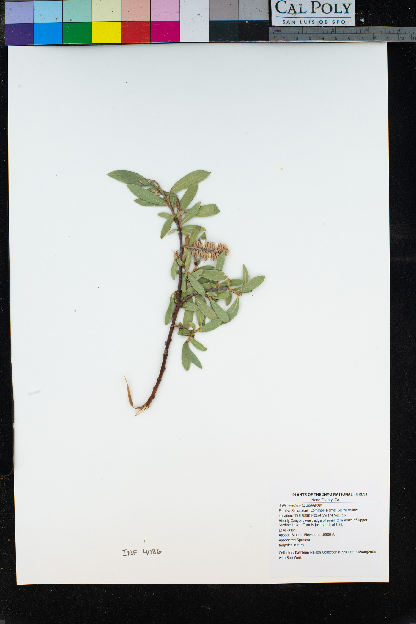 Salix orestera image