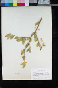 Simmondsia chinensis image