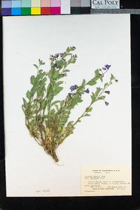 Solanum xanti image