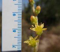 Dudleya multicaulis image