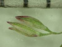 Polypogon viridis image