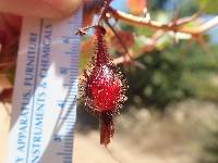 Ribes speciosum image