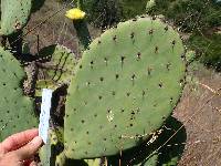 Opuntia × occidentalis image