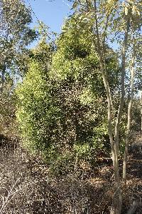 Afrocarpus gracilior image