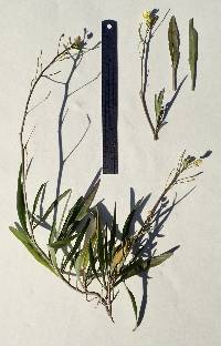 Image of Diplotaxis tenuifolia