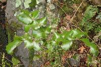 Berberis pinnata image