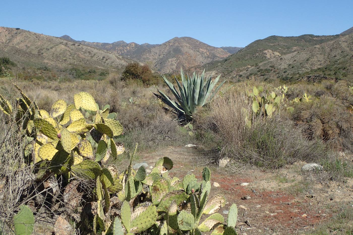 Agave americana var. americana image