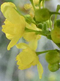 Berberis pinnata subsp. pinnata image