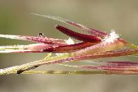 Stipa pulchra image