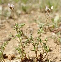 Astragalus gambelianus image