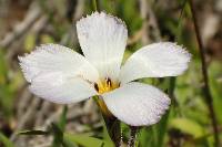 Linanthus dianthiflorus image