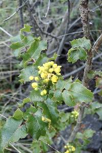 Berberis pinnata subsp. pinnata image