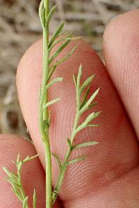 Gilia angelensis image