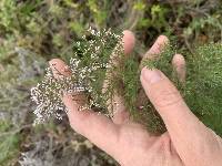 Limonium otolepis image