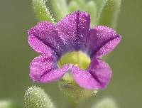 Petunia parviflora image