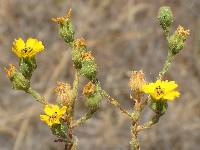 Deinandra paniculata image