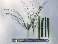 Equisetum telmateia image