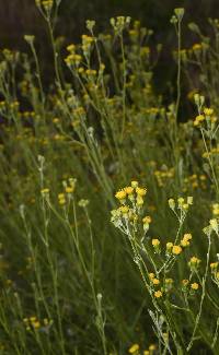 Senecio angustifolius image