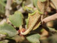 Ceanothus otayensis image