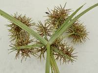 Cyperus odoratus image