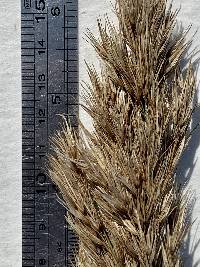 Phragmites australis image