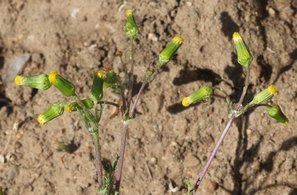 Senecio vulgaris image