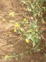 Senecio californicus image