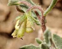 Osteospermum calendulaceum image