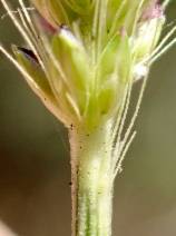 Setaria parviflora image