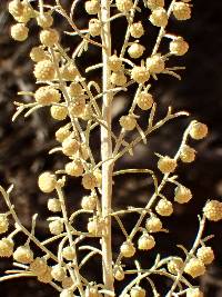 Artemisia californica image