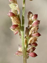 Echinochloa colona image