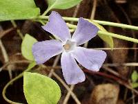 Vinca major image