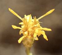 Ericameria palmeri var. pachylepis image