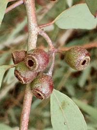 Eucalyptus sideroxylon image