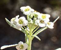 Lobularia maritima image