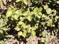 Rhus integrifolia × R. ovata image