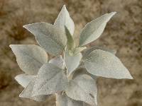 Encelia farinosa image