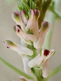 Fumaria parviflora image